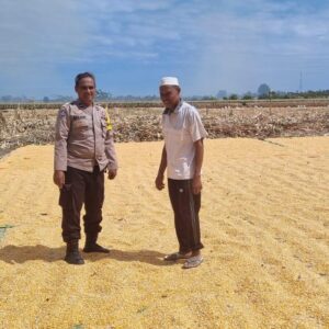 Polri Hadir di Sektor Pertanian, Lahan Jagung Warga Kilo Dipantau guna dukung Ketahanan Pangan