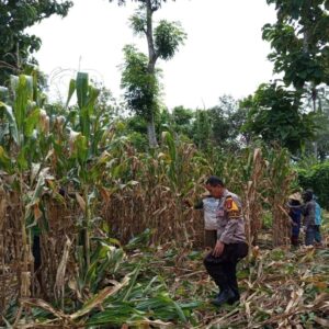 Pendampingan Polisi di Lahan Jagung, Wujud Nyata Dukungan Ketahanan Pangan