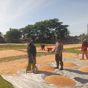 Bhabinkamtibmas Desa Riwo Dampingi Penjemuran Jagung, Wujud Dukungan Ketahanan Pangan Nasional