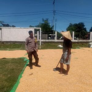 Bhabinkamtibmas Polsek Hu’u Pantau Penjemuran Jagung Warga, Dorong Pemanfaatan Lahan untuk Ketahanan Pangan