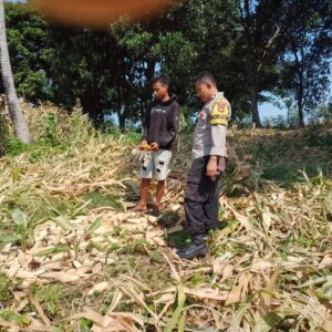 Bhabinkamtibmas Desa Doropeti Pantau Panen Jagung, Dukung Program Ketahanan Pangan Nasional