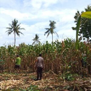 Bhabinkamtibmas Jadi Motor Penggerak Ketahanan Pangan di Desa Kampasi Meci