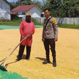 Pantau Proses Penjemuran Jagung, Bhabinkamtibmas Dukung Ketahanan Pangan di Dompu