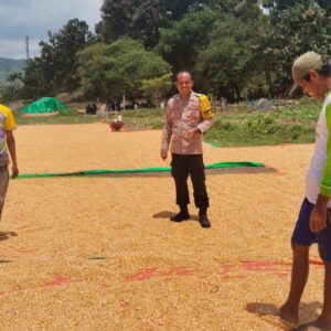 Bhabinkamtibmas Polsek Woja Pantau Penjemuran Jagung Warga, Dukung Ketahanan Pangan Nasional