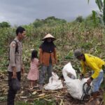 Dukung Indonesia Emas, Bhabinkamtibmas Kilo Aktif Pantau Pertanian Warga