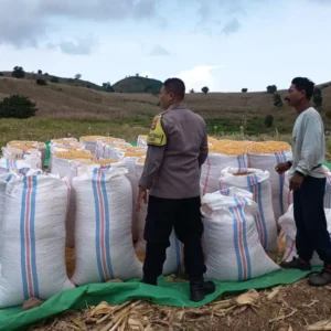 Polsek Sekotong Kawal Petani Kedaro, Pastikan Stok Pangan Nasional Aman Lewat Sinergi Door to Door