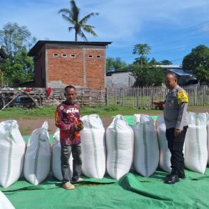 Bhabinkamtibmas Polsek Kempo Pantau Penjemuran Jagung Warga, Dukung Distribusi ke Bulog