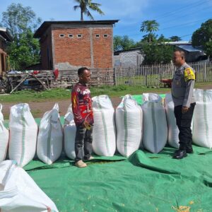 Bhabinkamtibmas Polsek Kempo Pantau Penjemuran Jagung Warga, Dukung Distribusi ke Bulog