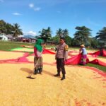 Polri Hadir di Tengah Petani, Jagung Dompu Siap Masuk Bulog