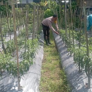 Bhabinkamtibmas Desa Kesik Cek Lahan Ketahanan Pangan, Dukung Produktivitas Warga