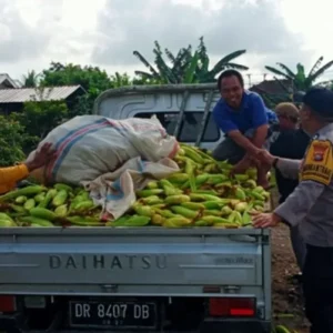 Langkah Nyata Polri di Lombok Barat: Jamin Kelancaran Rantai Pasok Pangan dari Desa ke Pasar