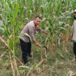 Bhabinkamtibmas Bagik Polak Bantu Petani Jagung Rawat Lahan