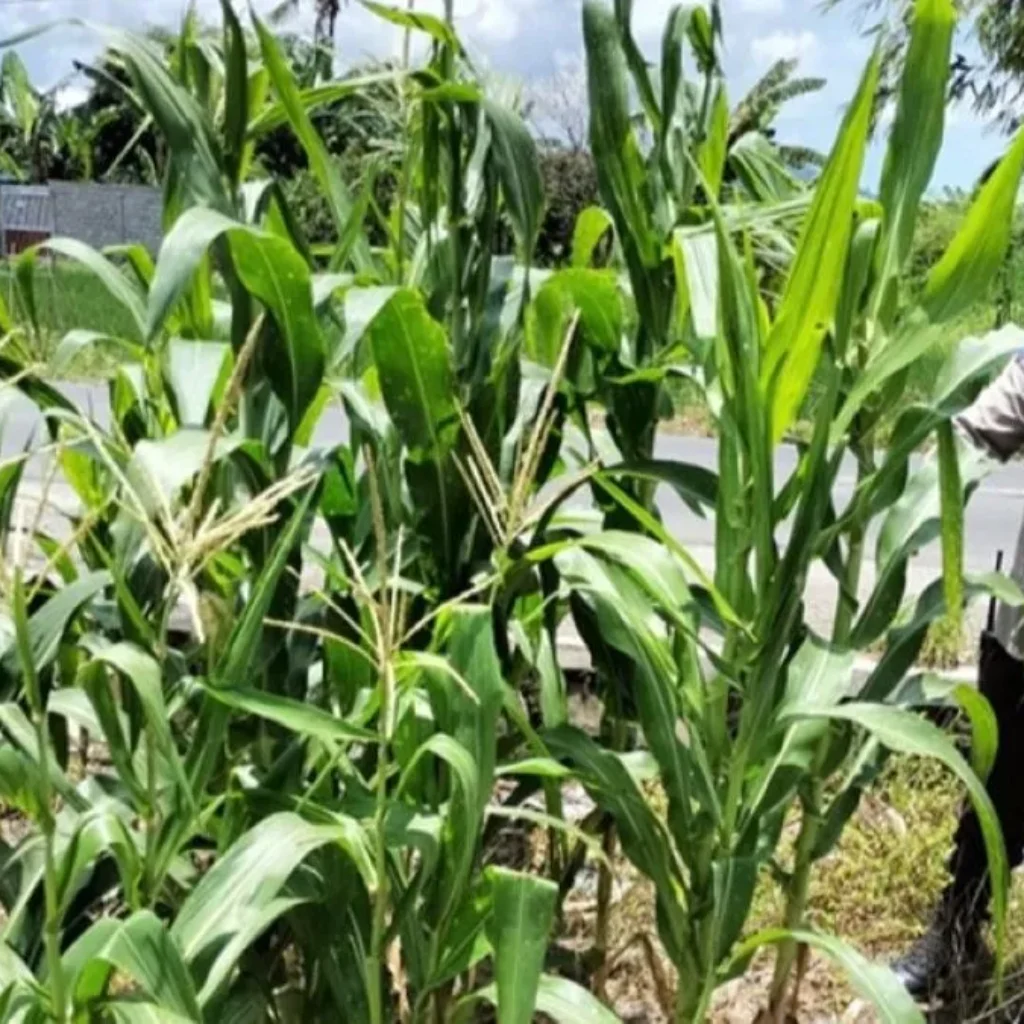 Polsek Labuapi Ubah Lahan Tidur Jadi Lumbung Pangan Desa