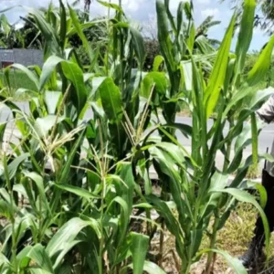 Polsek Labuapi Ubah Lahan Tidur Jadi Lumbung Pangan Desa