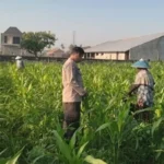 Polsek Labuapi Dorong Petani Kuranji Dalang Capai Swasembada Pangan