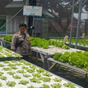 Lahan Sempit Jadi Cuan, Warga Desa Bengkel Sulap Pekarangan Jadi Kebun Hidroponik Produktif