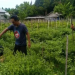 Polsek Labuapi Perkuat Ketahanan Pangan di Desa Perampuan