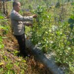 Bhabinkamtibmas Desa Masbagik Utara Kontrol Petani dalam Rangka Ketahanan Pangan