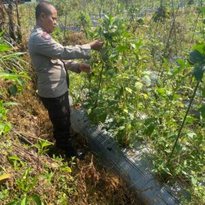Bhabinkamtibmas Desa Masbagik Utara Kontrol Petani dalam Rangka Ketahanan Pangan