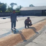 Bhabinkamtibmas Lombok Barat Pantau Proses Pasca Panen Jagung di Gerung