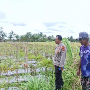 Personel Polsek Terara Sambangi Petani dan Monitoring Tanaman Cabai di Desa Sukadana