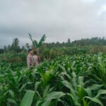 Bhabinkamtibmas Desa Korleko Cek Lahan Tanaman Jagung Milik Petani