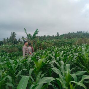 Bhabinkamtibmas Desa Korleko Cek Lahan Tanaman Jagung Milik Petani