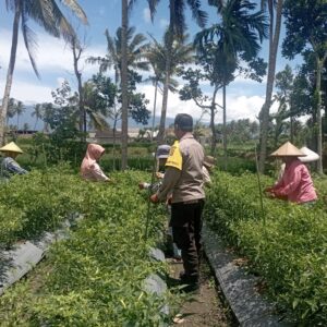 Bhabinkamtibmas Desa Kesik Cek Lahan Ketahanan Pangan di Dusun Munsok, Dukung Program Pemerintah