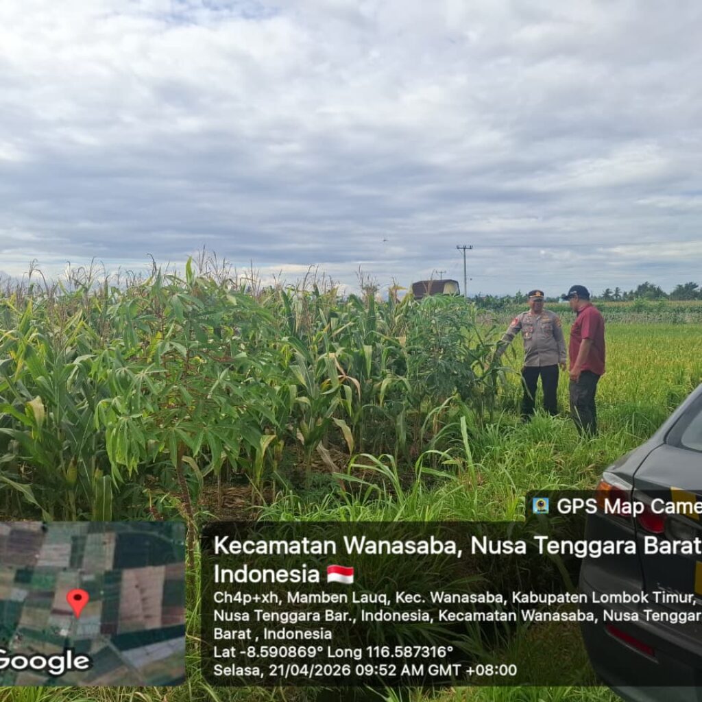 Kapolsek Wanasaba Tinjau Lahan Jagung, Dorong Ketahanan Pangan di Lombok Timur