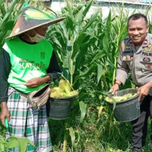Bhabinkamtibmas Bagik Polak Barat Terjun ke Dusun Jogot, Motivasi Petani Jagung Perkuat Stok Pangan