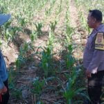 Komitmen Polri Perkuat Ketahanan Pangan, Bhabinkamtibmas Turun Langsung Dampingi Petani di Labuapi