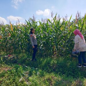 Kapolsek Selong Cek Lokasi Panen Jagung, Dorong Persiapan Panen Raya di Lombok Timur