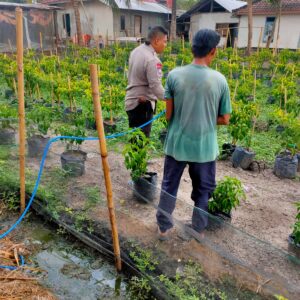 Bhabinkamtibmas Desa Sukaraja Ajak Warga Manfaatkan Pekarangan untuk Tanam Cabai dan Apotek Hidup