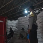 Sinergi Polri dan Petani Mareje: Distribusi Tonase Jagung ke Bulog Perkuat Ketahanan Pangan Nasional