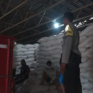 Sinergi Polri dan Petani Mareje: Distribusi Tonase Jagung ke Bulog Perkuat Ketahanan Pangan Nasional