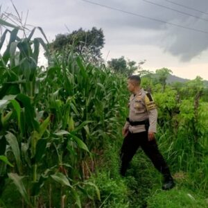 Strategi Polsek Labuapi Perkuat Ekonomi Desa: Dampingi Petani Jagung Demi Percepatan Penyerapan Hasil Panen ke Bulog