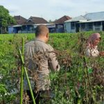 Bhabinkamtibmas Desa Masbagik Utara Laksanakan Silaturahmi dan Kontrol Ketahanan Pangan Warga