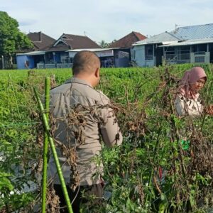 Bhabinkamtibmas Desa Masbagik Utara Laksanakan Silaturahmi dan Kontrol Ketahanan Pangan Warga
