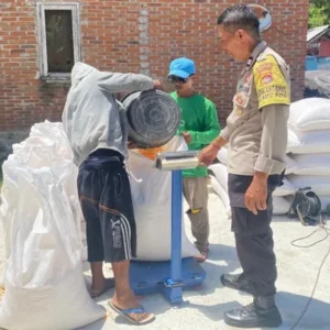 Langkah Nyata Polsek Sekotong: Bhabinkamtibmas Turun Langsung Amankan Hasil Panen Jagung Warga