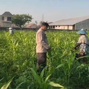 Sinergi Bhabinkamtibmas dan Petani Kuranji Dalang: Strategi Lokal Wujudkan Swasembada Pangan