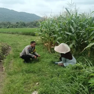 Sinergi Polri dan Petani, Bhabinkamtibmas Desa Babussalam Kawal Ketahanan Pangan di Dusun Bangket Bawak