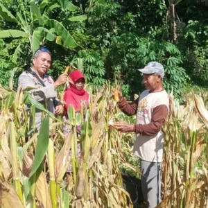 Akselerasi Swasembada Pangan, Bhabinkamtibmas Desa Sandik Pacu Produktivitas Petani Jagung
