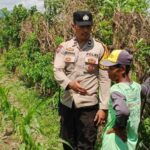 Bhabinkamtibmas Desa Labuapi Turun ke Sawah, Ubah Lahan Kosong Jadi Lumbung Pangan Mandiri