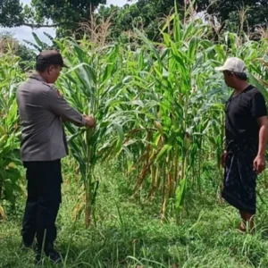 Bhabinkamtibmas Karang Bongkot Intensifkan Pendampingan Sektor Pertanian Guna Percepat Swasembada Pangan