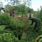 Semangat Warga Mumbul Sari Siapkan Akses Jembatan Baru