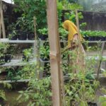 Inovasi Pangan Desa Bengkel: Bhabinkamtibmas Labuapi Sulap Pekarangan Warga Jadi Sumber Nutrisi Keluarga