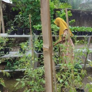 Inovasi Pangan Desa Bengkel: Bhabinkamtibmas Labuapi Sulap Pekarangan Warga Jadi Sumber Nutrisi Keluarga