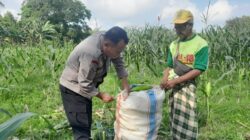 Sinergi Nyata di Tengah Ladang, Polisi dan Petani Labuapi Kolaborasi Demi Swasembada Pangan