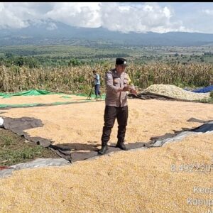 Bhabinkamtibmas Seruni Mumbul Monitoring Panen Jagung Warga di Pringga baya
