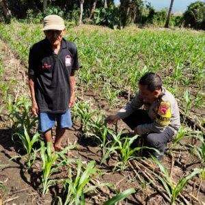 Bhabinkamtibmas Pringgabaya Cek Tanaman Jagung dan Sampaikan Himbauan Kamtibmas kepada Petani